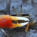 Compressed Fiddler Crab (Tubuca coarctata) in Cairns<br />Canon 7D + EF70-200 F4L + EF1.4xII
